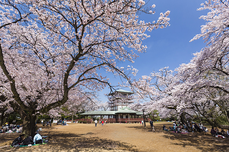 生田緑地で花見